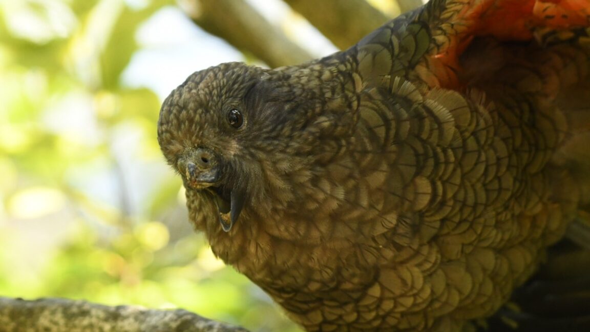 Meet Bruce, the “beak-jousting” parrot