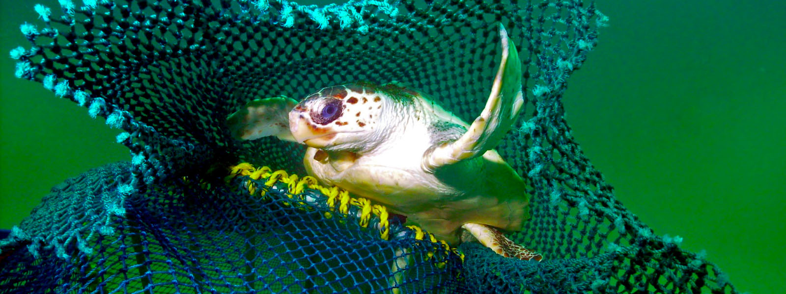 How new fishing tech can reduce bycatch of turtles and other creatures