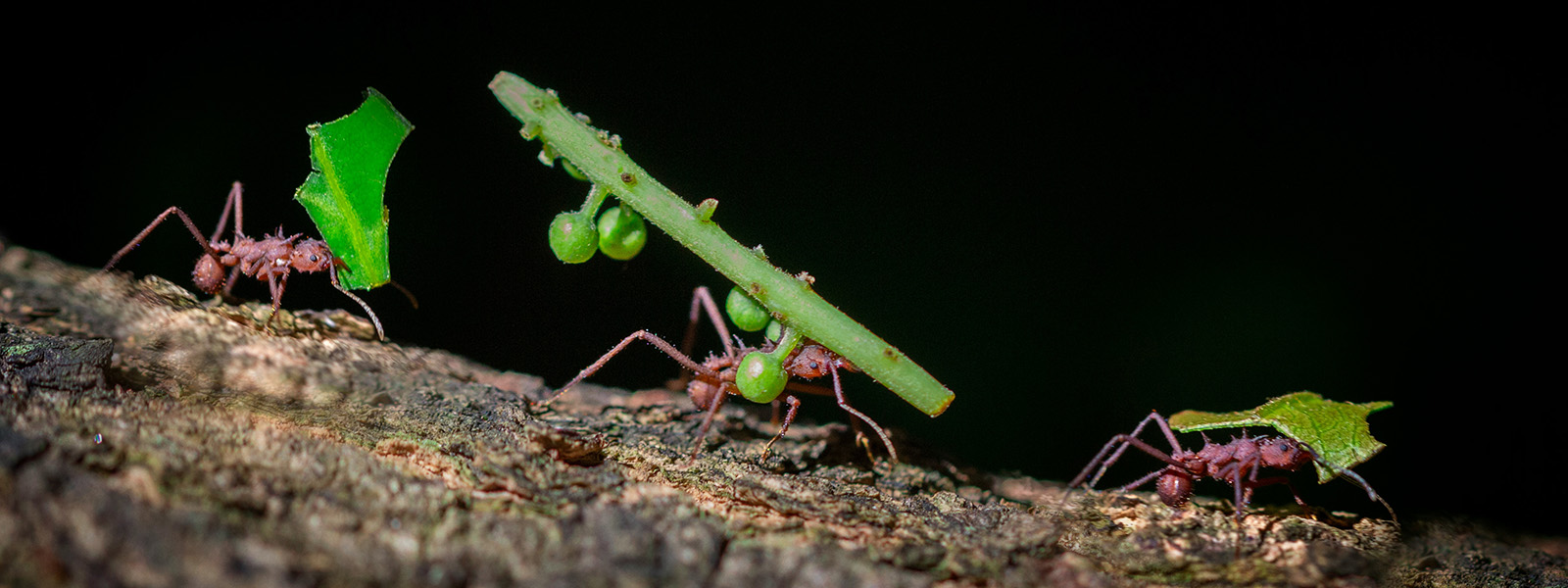 The crazy nests built by leaf-cutter ants