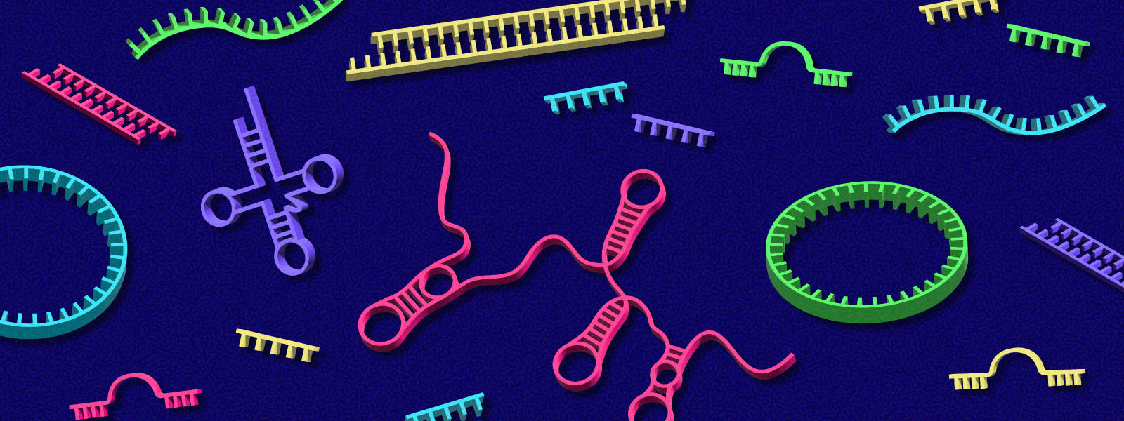 The many roles of non-coding RNAs in the cell