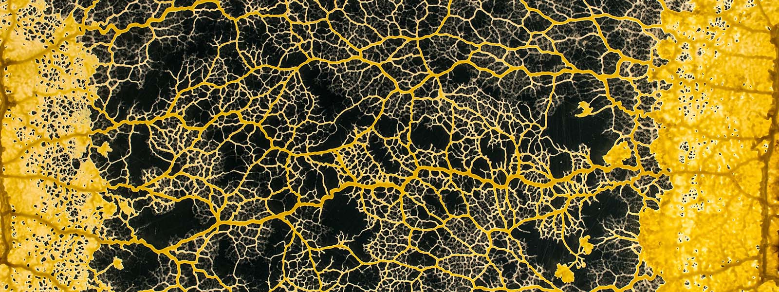 Tales of a very clever slime mold