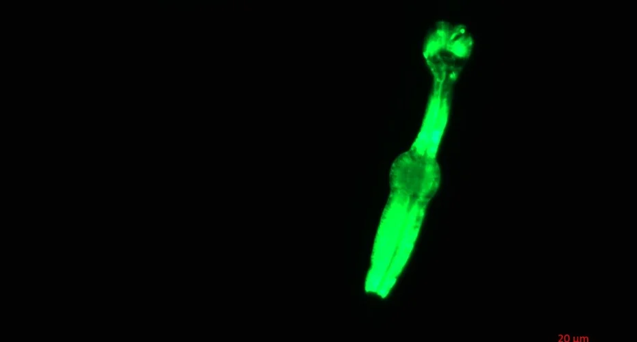 To Survive Deep Space, Astronauts May Owe a Debt to Microscopic Worms