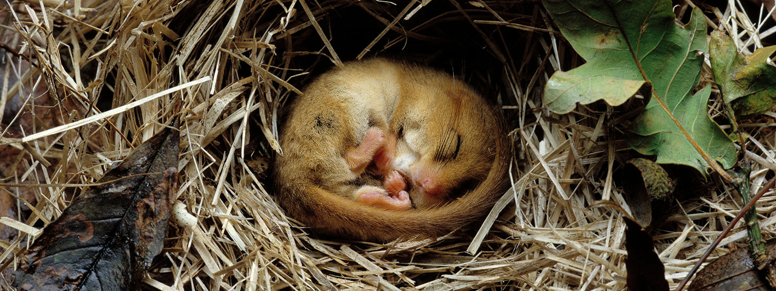 Why heterothermic animals control their body temperature